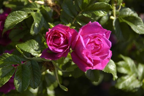 Rosa 'Rotes Meer' BDR mit Blüte; Einsatz: ;;ab 8,10 Euro