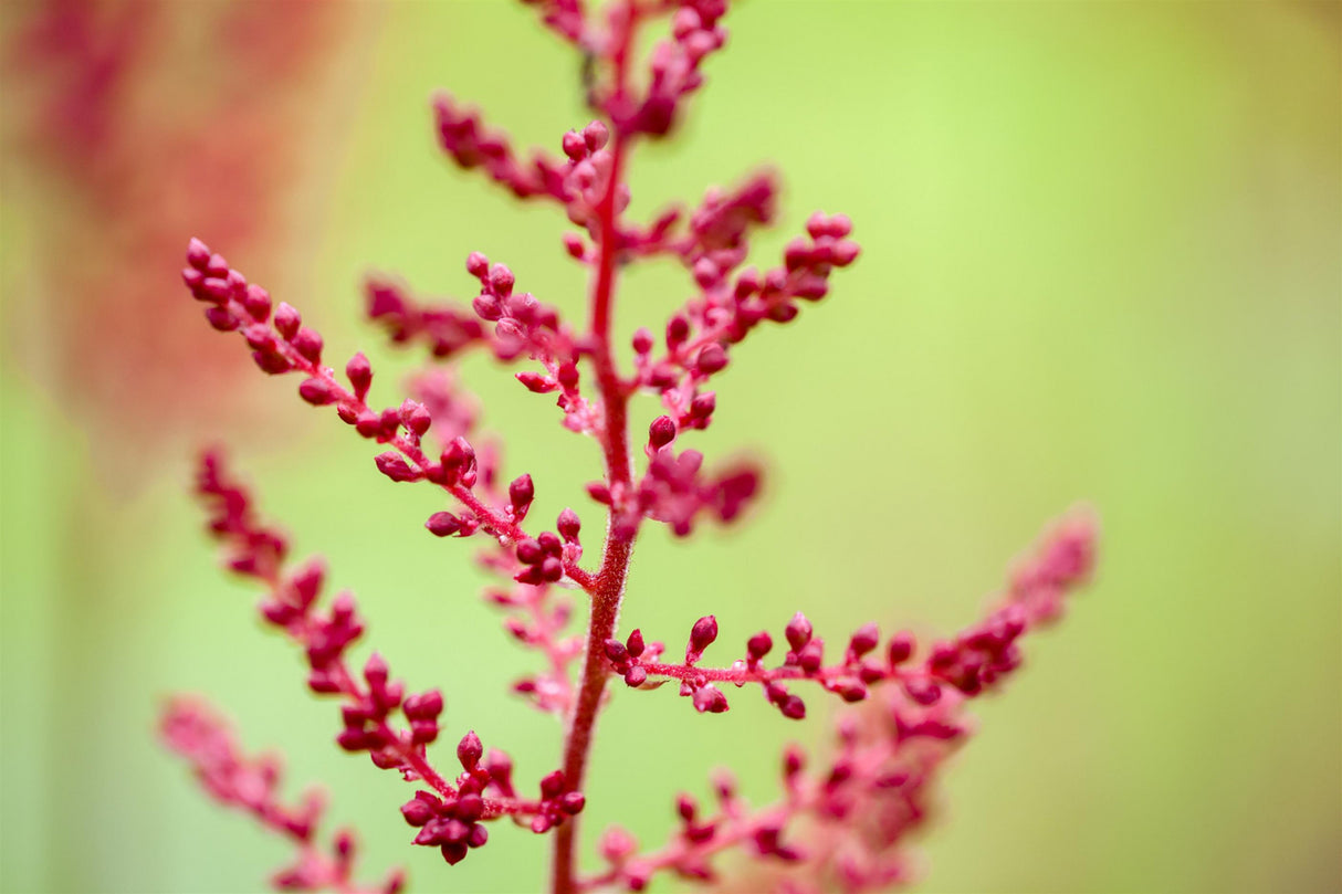 Astilbe x arendsii 'Spinell' mit Blüte; Einsatz: ;;ab 5,45 Euro