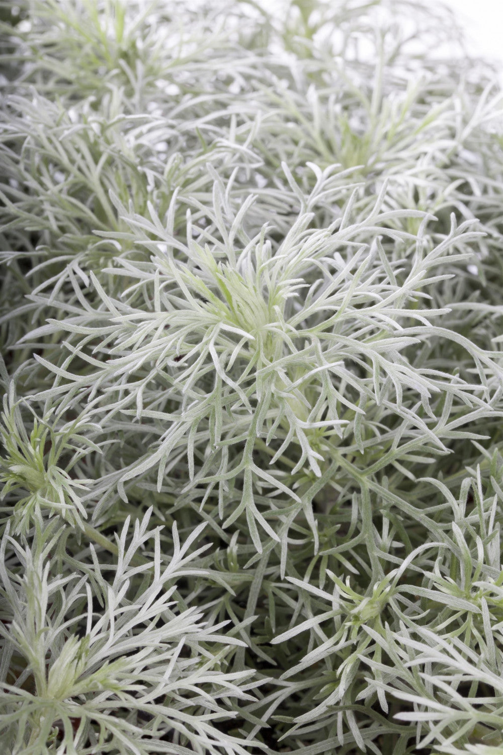 Artemisia schmidtiana 'Nana' ;;ab 5,20 Euro