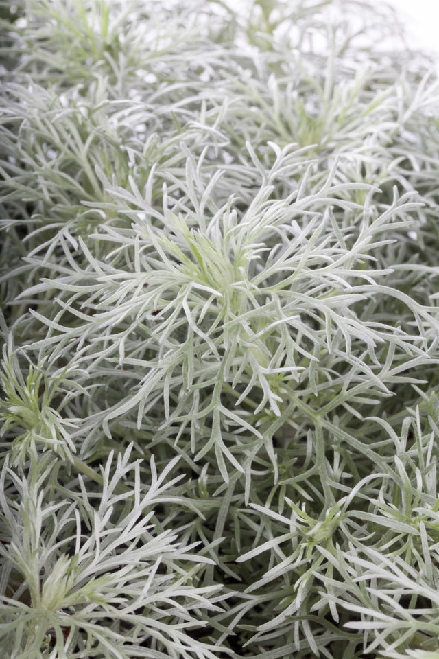 Artemisia schmidtiana 'Nana' ;;ab 5,20 Euro