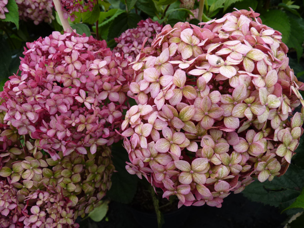 Hydrangea arbor. 'Pink Annabelle' ;;Pflanzen vom Profi