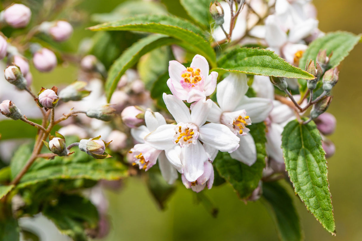 Deutzia hybrida 'Mont Rose' , erhältlich von 40-60 bis 150-175 cm;;ab 8,65 Euro