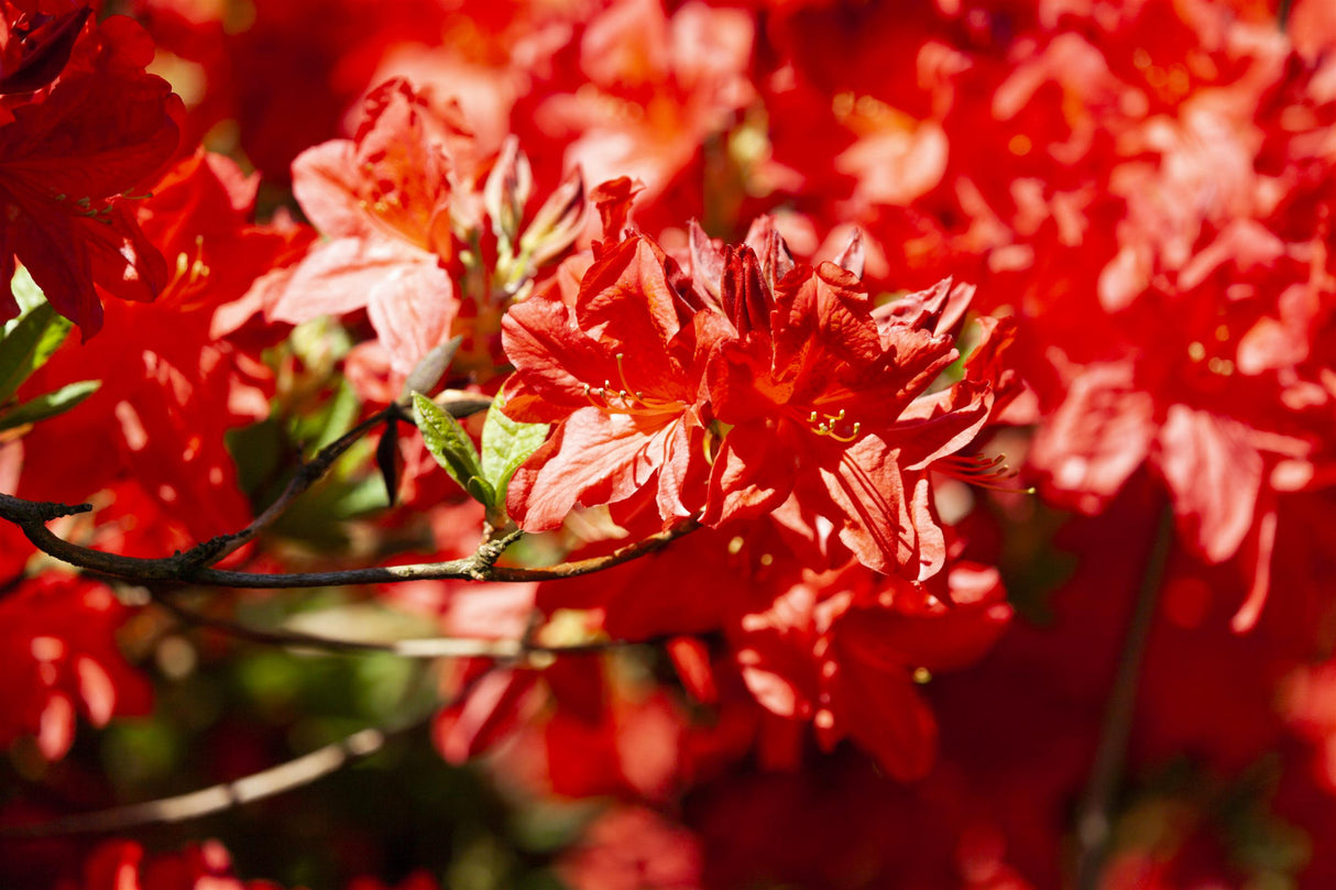 Rhododendron lut. 'Fireball' mit Blüte, erhältlich von 40-50 bis 80-100 cm; Einsatz: ;;ab 32,10 Euro