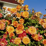 Rosa 'Sahara' STR; hier mit Blüte; duftende Blüten; Einsatzmöglichkeit z.B. : Einzelstellung;;ab 11,10 Euro