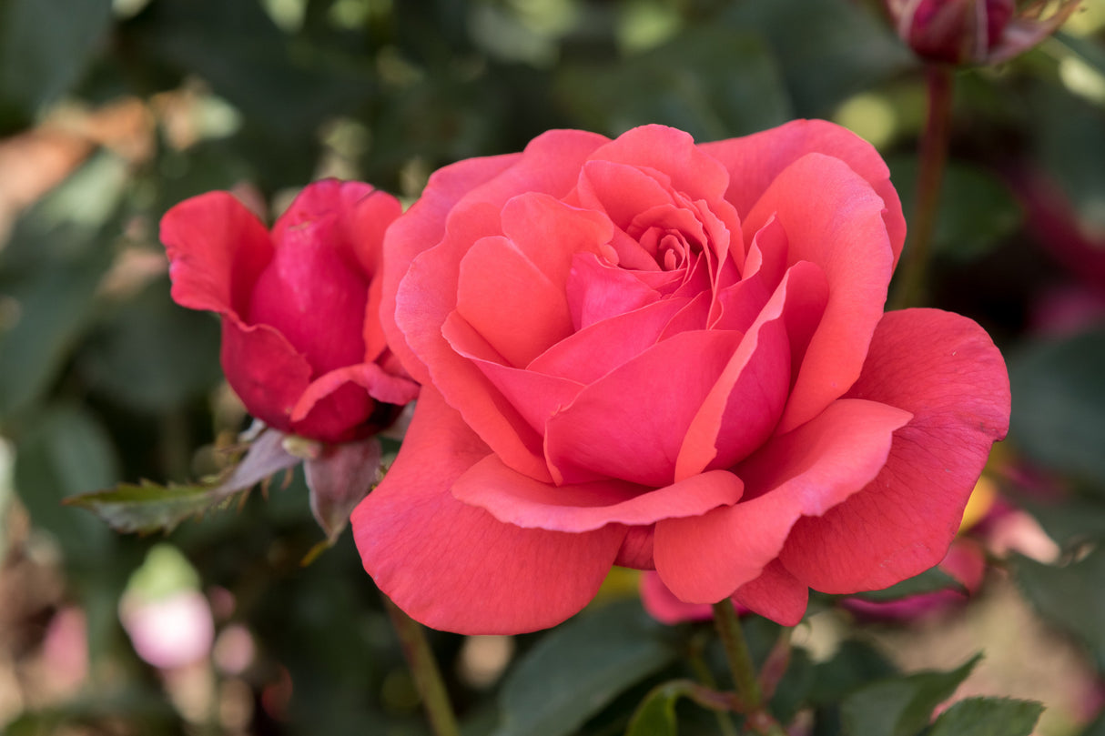 Rosa 'Duftwolke' BT mit Blüte; Einsatz: ;;ab 6,50 Euro