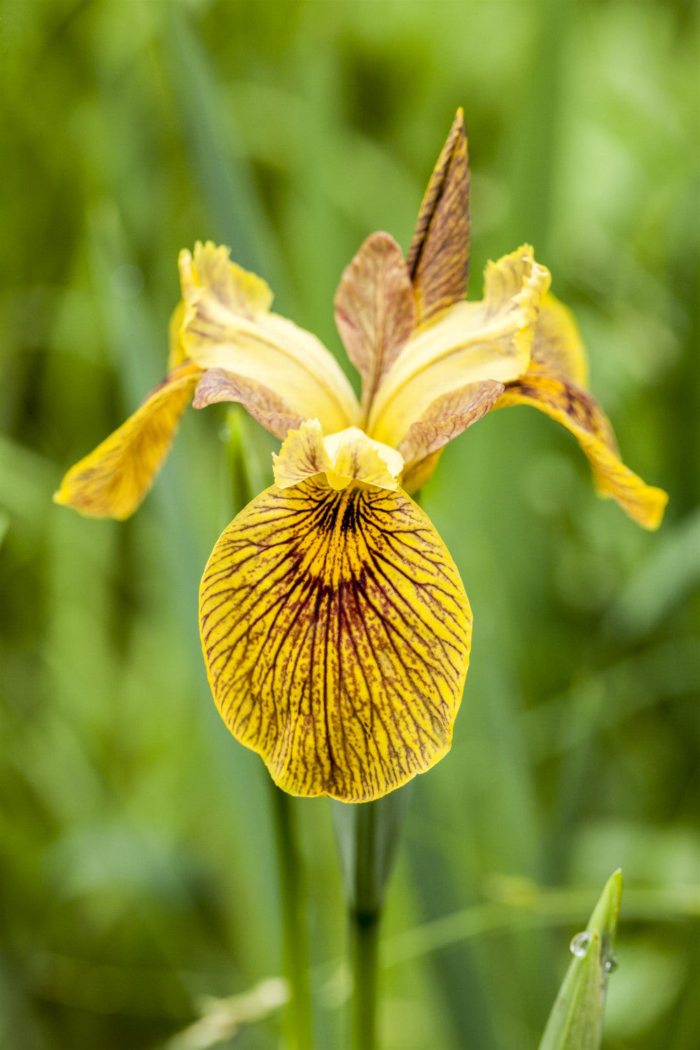 Iris pseudacorus mit Blüte; Einsatz: ;;ab 3,80 Euro