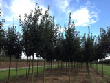 Acer platanoides 'Emerald Queen' , erhältlich als: Hochstamm, Alleebaumrobust;;günstig mit Qualität