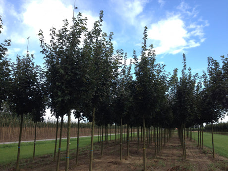 Acer platanoides 'Emerald Queen' , erhältlich als: Hochstamm, Alleebaumrobust;;günstig mit Qualität