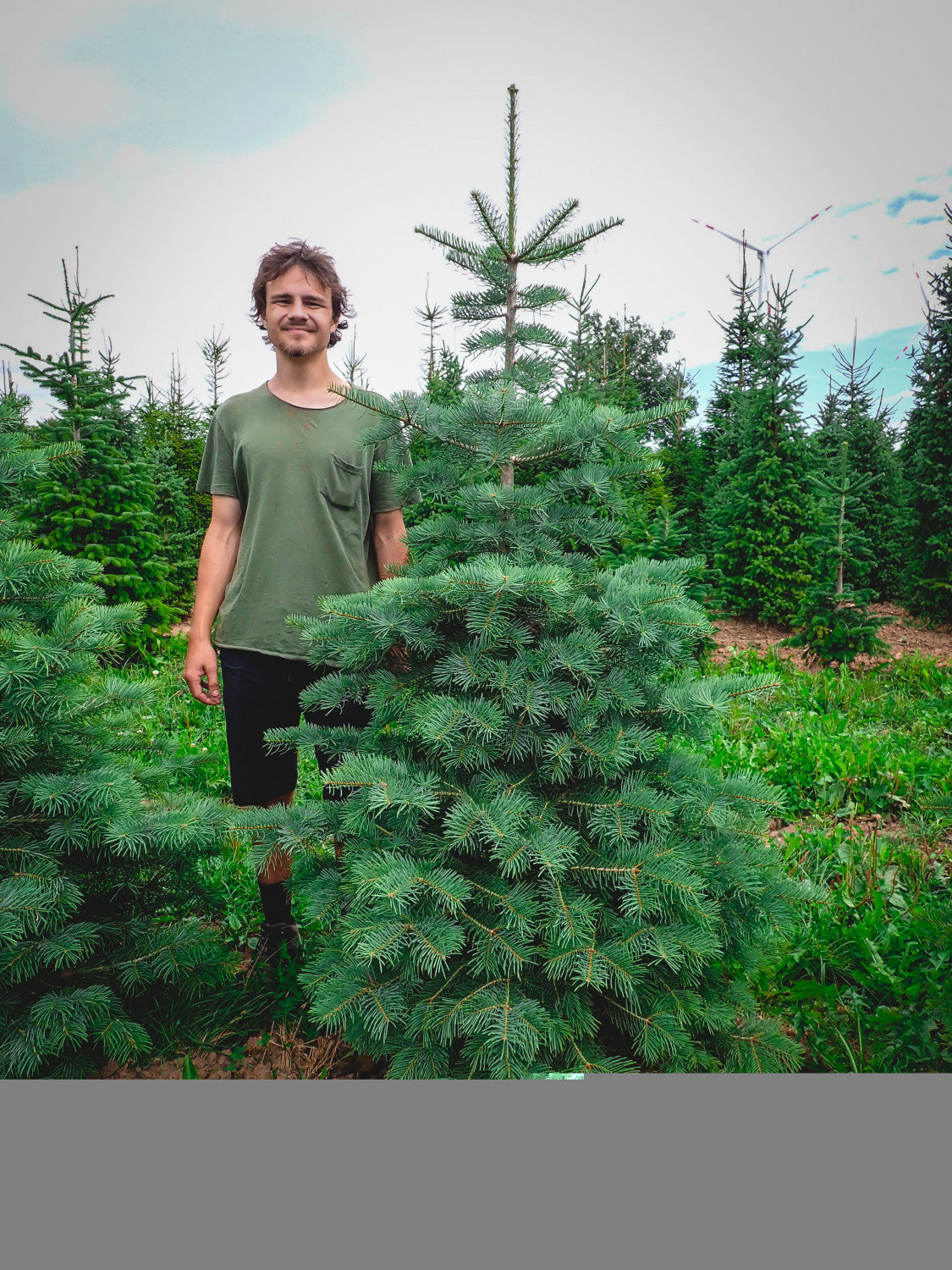 Abies concolor; sehr frosthart;;ab 2,20 Euro