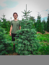 Abies concolor; sehr frosthart;;ab 2,20 Euro