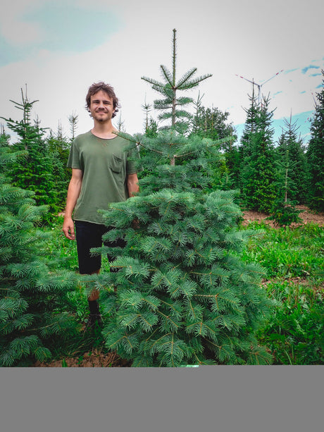 Abies concolor; sehr frosthart;;ab 2,20 Euro