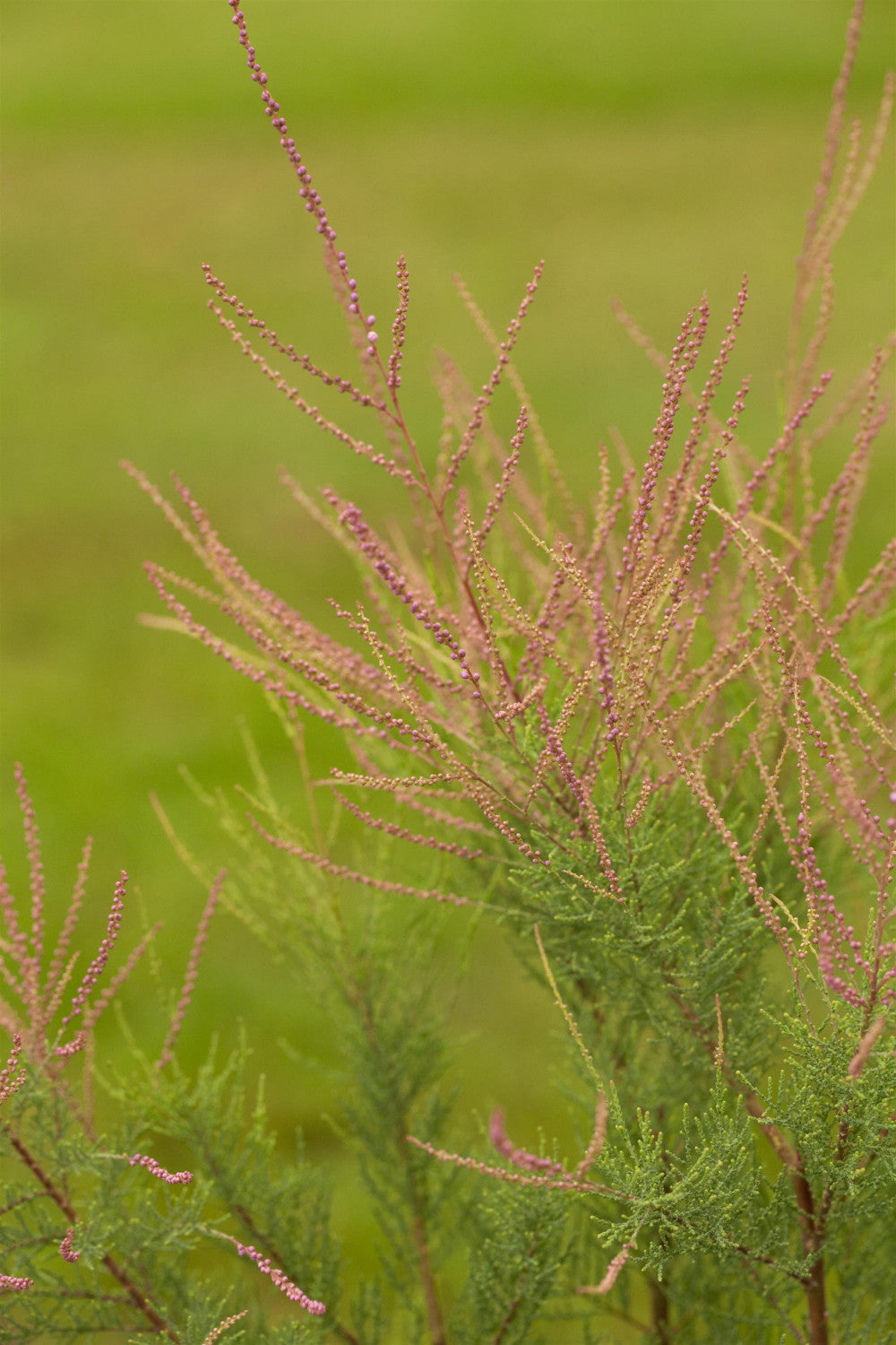 Tamarix ramosissima 'Sapho' mit Blüte, erhältlich von 40-60 bis 60-100 cm; Einsatz: ;;ab 13,70 Euro