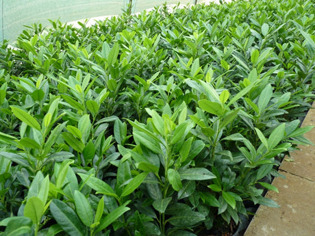 Prunus laurocerasus 'Herbergii'; als Pflanze im Beet; nahrungsquelle für Vögel; Einsatzmöglichkeit z.B. : Sichtschutz;;günstig mit Qualität