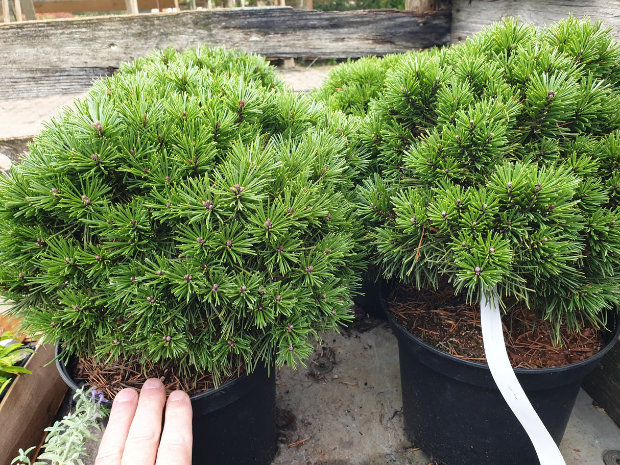 Zwergkiefer; vorbereitet für Versand; langsamwüchsig; Einsatzmöglichkeit z.B. : Kübel;;günstig mit Qualität