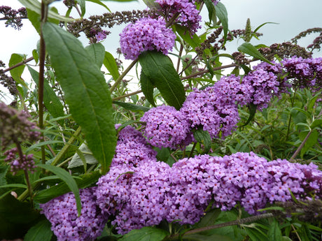 Sommerflieder 'Purple Prince' , verfügbar in 4 Größen und Variantenduftend;;hier kaufen