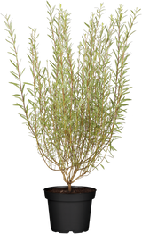 Salix purpurea 'Nana'; hier im Topf; kompakt; Einsatzmöglichkeit z.B. : Gruppenpflanzung; erhältlich von 40-60 bis 40-60 cm;;ab 17,50 Euro