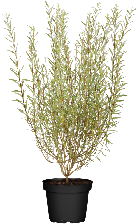 Salix purpurea 'Nana' im Topf, erhältlich von 40-60 bis 40-60 cm; Einsatz: ;;ab 13,00 Euro