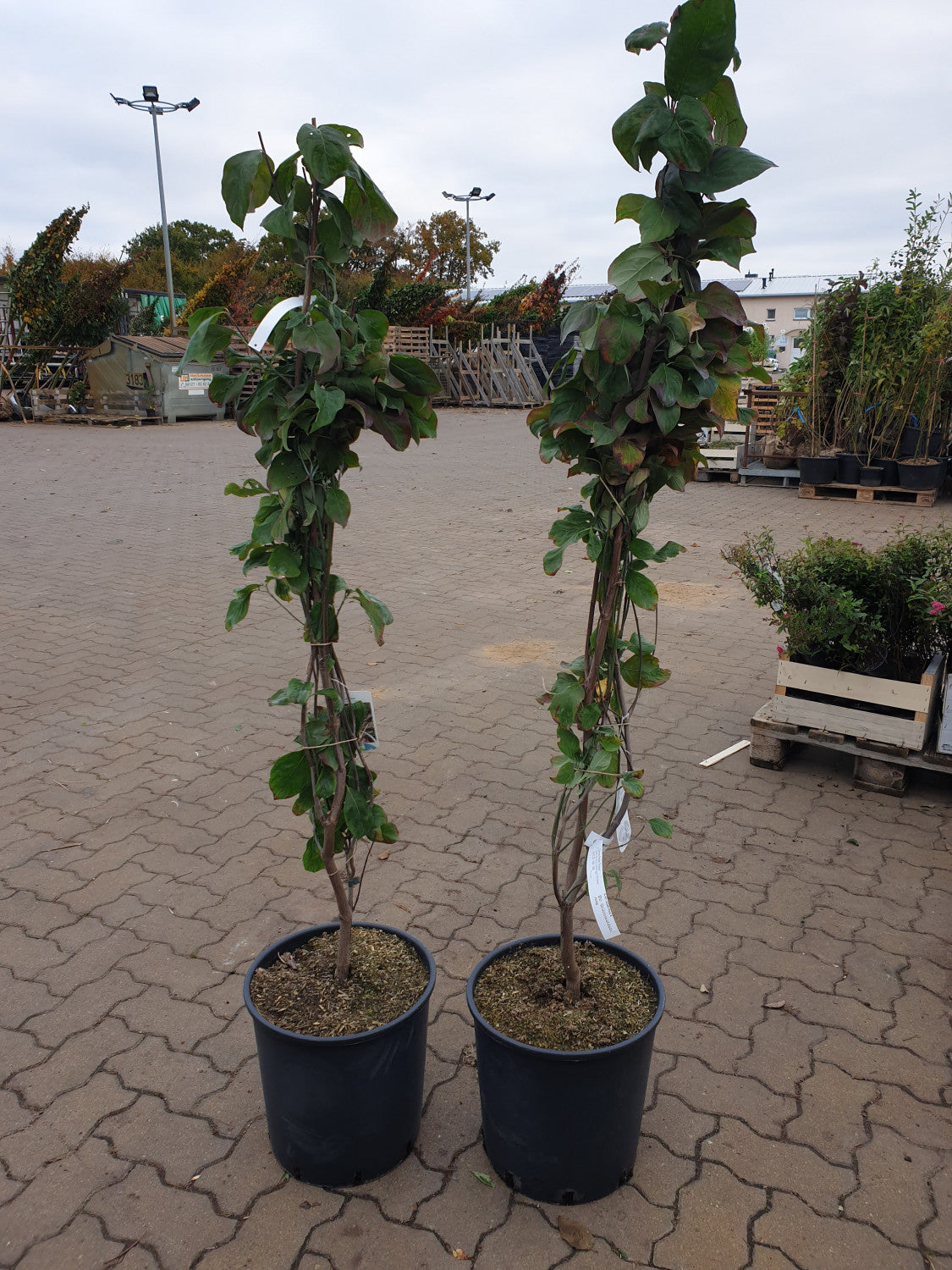 Roter Blumen-Hartriegel 'Rubra'; vorbereitet für Versand; dekorative Blüten; Einsatzmöglichkeit z.B. : Ziergehölz; erhältlich von 40-60 bis 175-200 cm;;hier kaufen