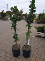 Roter Blumen-Hartriegel 'Rubra'; vorbereitet für Versand; dekorative Blüten; Einsatzmöglichkeit z.B. : Ziergehölz; erhältlich von 40-60 bis 175-200 cm;;hier kaufen