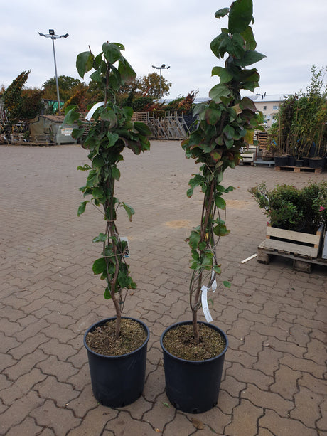 Roter Blumen-Hartriegel 'Rubra'; vorbereitet für Versand; dekorative Blüten; Einsatzmöglichkeit z.B. : Ziergehölz; erhältlich von 40-60 bis 175-200 cm;;hier kaufen