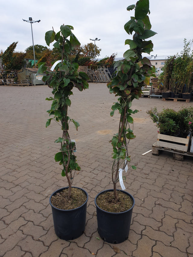 Roter Blumen-Hartriegel 'Rubra'; vorbereitet für Versand; dekorative Blüten; Einsatzmöglichkeit z.B. : Ziergehölz; erhältlich von 40-60 bis 175-200 cm;;hier kaufen