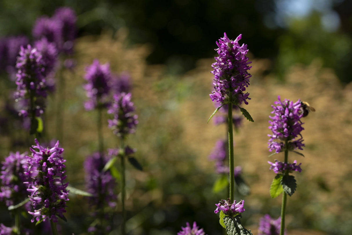 Nepeta nervosa 'Pink Cat' mit Blüte; Einsatz: ;;ab 3,70 Euro