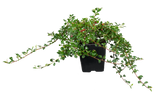 Cotoneaster radicans 'Eichholz'; hier im Topf; winterhart; Einsatzmöglichkeit z.B. : Bodendecker; verfügbar in 2 Größen und Varianten;;ab 4,39 Euro