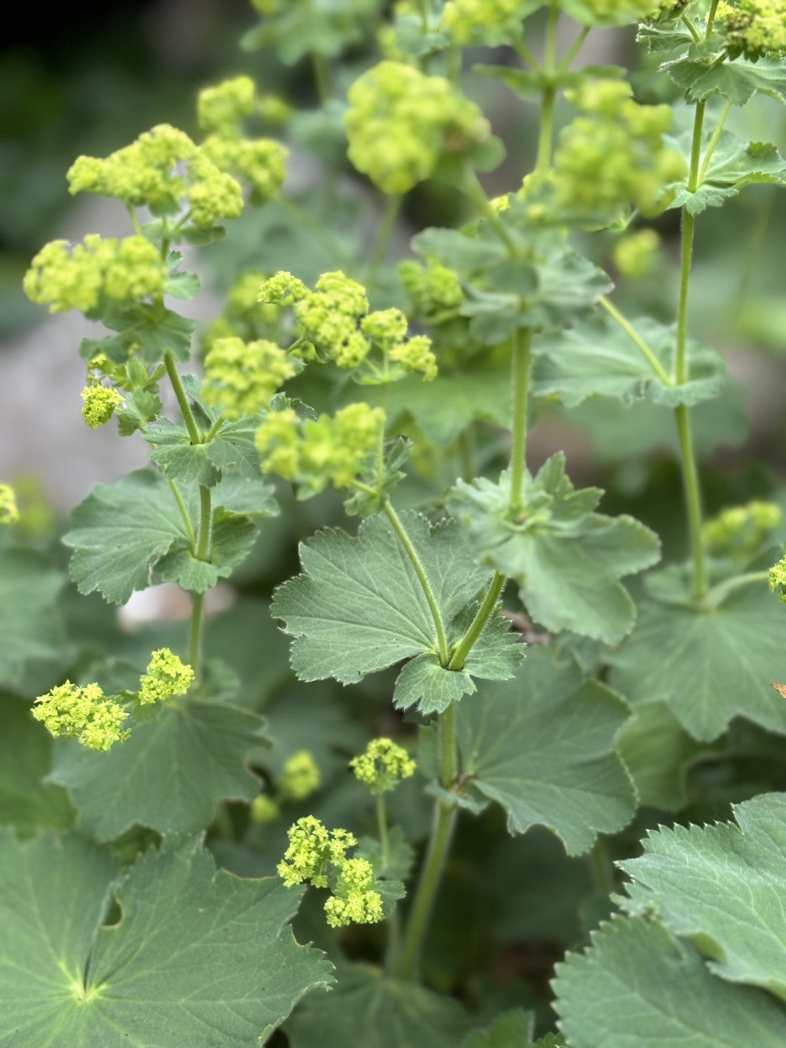 Taubenblatt mit Blüte; Einsatz: Steingartenschmuck für den Garten;;günstig mit Qualität