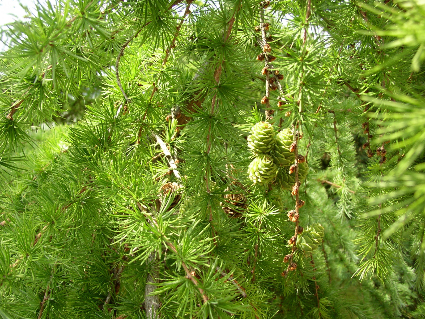Larix decidua HkG 83706 (Europäische Lärche)