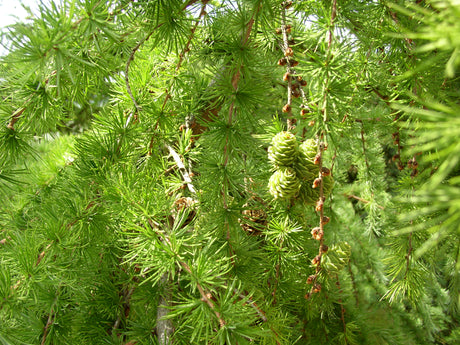 Larix decidua HkG 83701 , erhältlich von 25-50 bis 80-120 cm;;ab 0,88 Euro