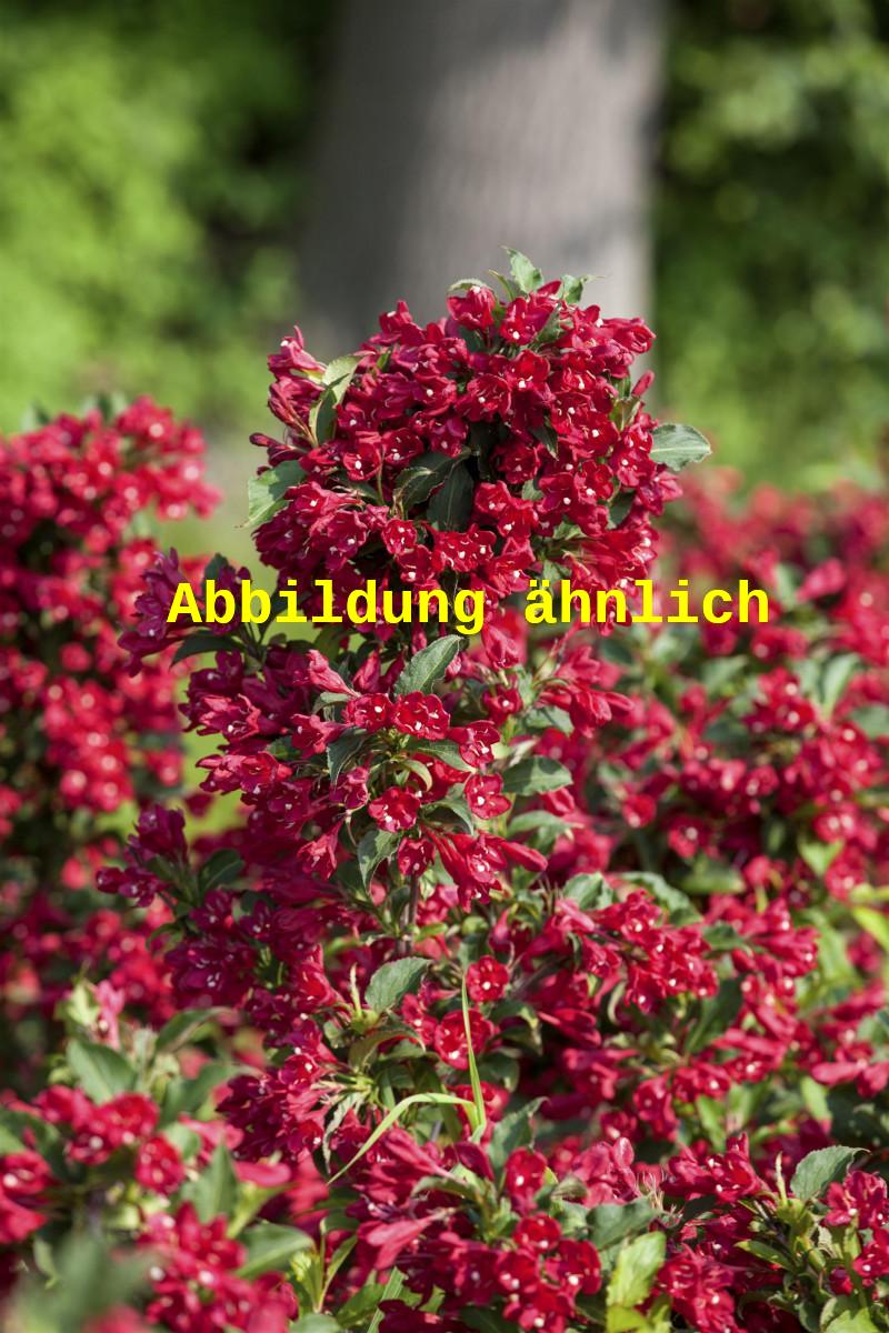 Weigela 'Newport Red' (Weigelie 'Newport Red')