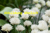 Genaues Foto für Allium schoenoprasum 'Corsican White' folgt; dieses ähnliche Bild dient der Illustration von Blüten-Schnittlauch