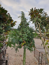 Türkische Eiche; vorbereitet für Versand; langlebig; Einsatzmöglichkeit z.B. : Park- und Gartenanlagen; erhältlich mit Stammumfang von ab 5 bis 20-25 cm;;günstig mit Qualität