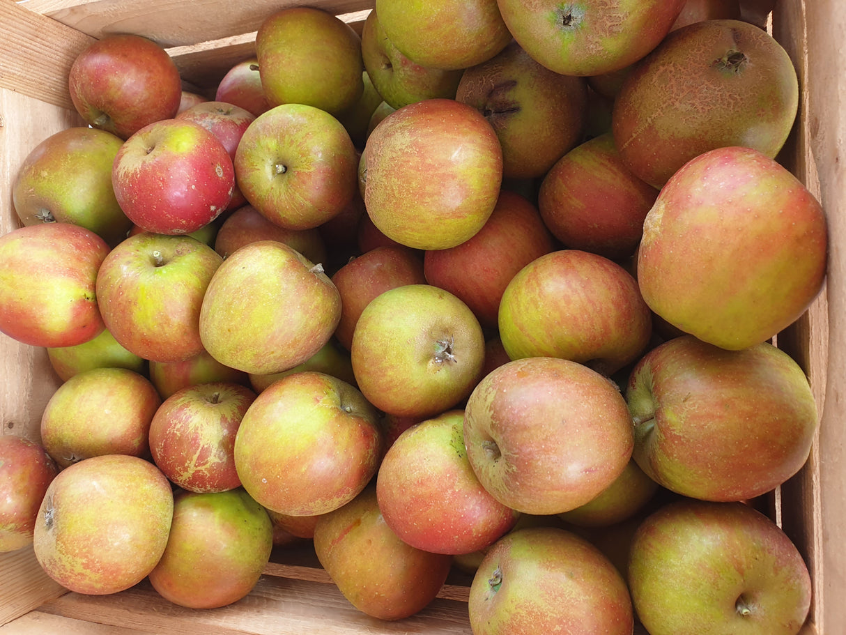 Malus 'Holsteiner Cox' mit Früchten, erhältlich als: Halbstamm, Hochstamm, Spalier, Busch; Einsatz: Ziergehölz, hoher Ertrag;;günstig mit Qualität