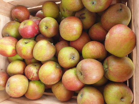 Malus 'Holsteiner Cox'; mit Früchten/Fruchtbehang; aromatische Äpfel; Einsatzmöglichkeit z.B. : Streuobstwiese; erhältlich mit Stammumfang von ab 6 bis 20-25 cm;;günstig mit Qualität
