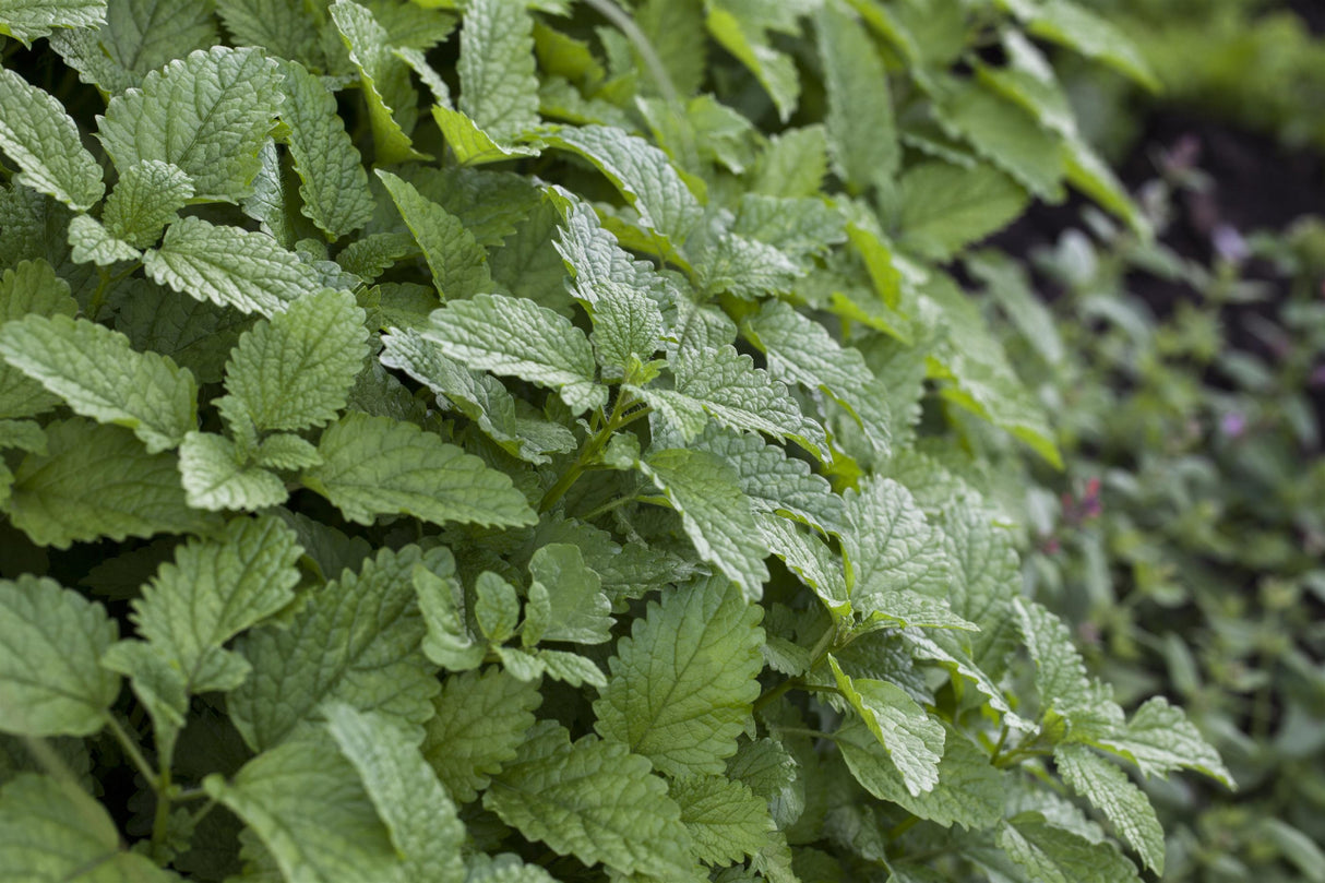 Mentha x piperita 'Maroc' ;;ab 4,00 Euro