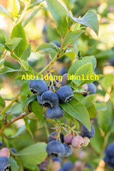 Genaues Foto für Vaccinium corymb. 'Nelson' folgt; dieses ähnliche Bild dient der Illustration von Kulturheidelbeere 'Nelson'