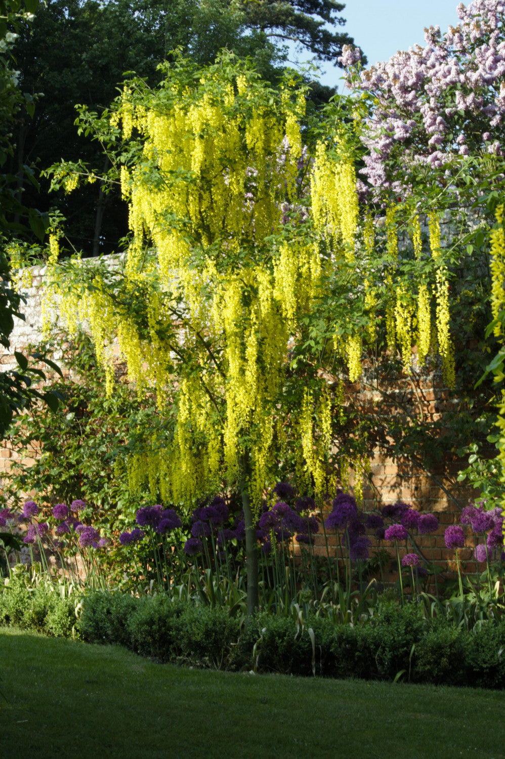 Laburnum anagyroides mit Blüte, erhältlich von 60-100 bis 200-250 cm; Einsatz: ;;ab 8,15 Euro