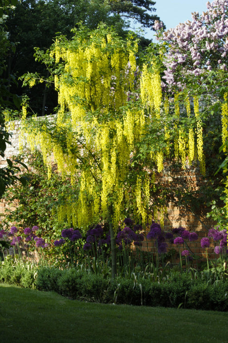 Laburnum anagyroides mit Blüte, erhältlich von 60-100 bis 200-250 cm; Einsatz: ;;ab 8,15 Euro