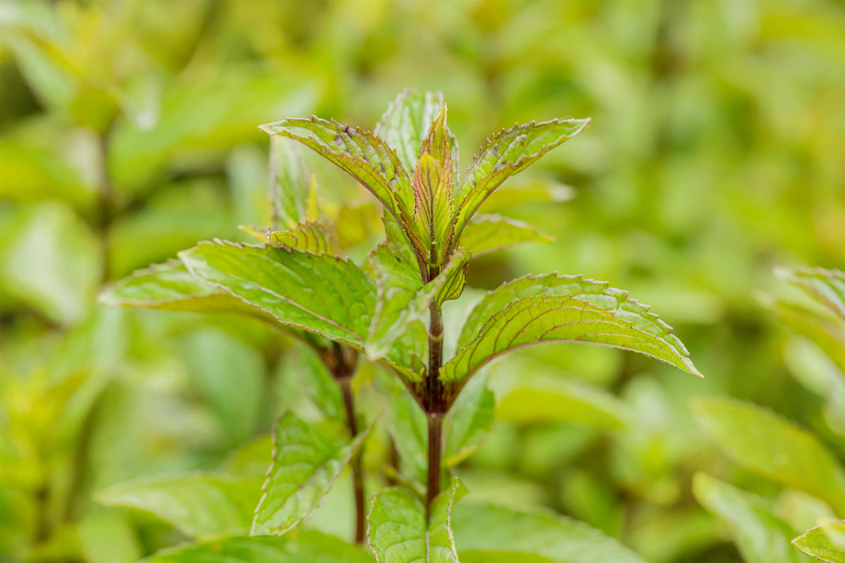 Mentha x piperita 'Mitcham' mit Blüte; Einsatz: ;;ab 4,40 Euro