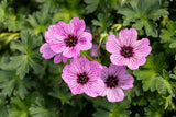 Geranium cinereum 'Ballerina'; schneckensicher (schneckenresistent);;ab 0,00 Euro
