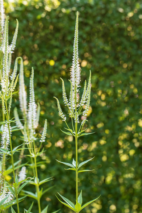 Veronica longifolia 'Schneeriesin' mit Blüte; Einsatz: ;;ab 4,95 Euro