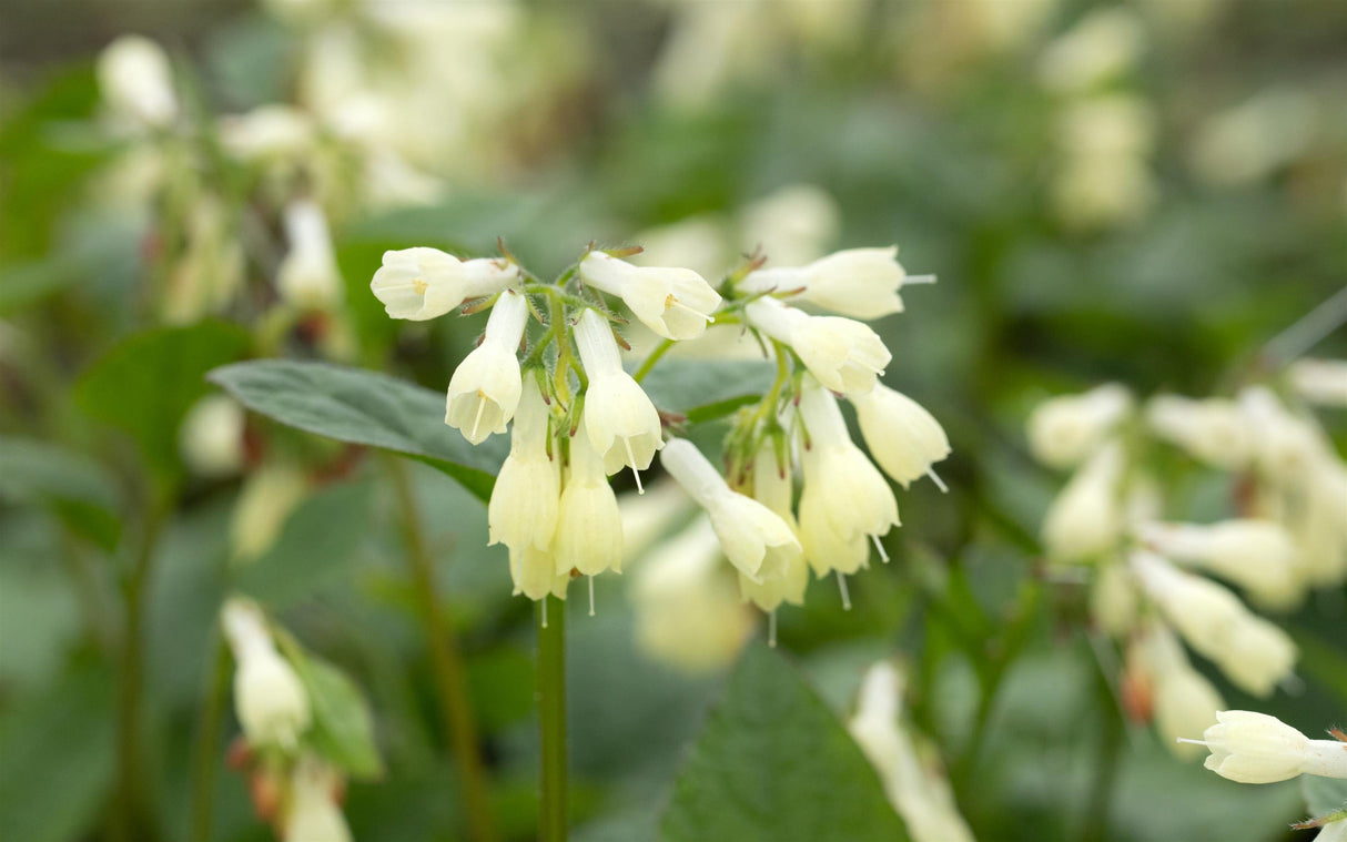 Kleiner Kaukasus-Beinwell mit Blüte; Einsatz: wüchsiger Flächendeckerwinterhart;;hier kaufen