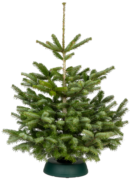 Kaukasische Tanne; hier im Topf; robust; Einsatzmöglichkeit z.B. : Gartenbaum;;günstig mit Qualität