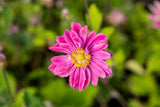 Anemone japonica 'Pamina'; hier mit Blüte; schneckensicher (schneckenresistent); Einsatzmöglichkeit z.B. : Beet;;ab 0,00 Euro