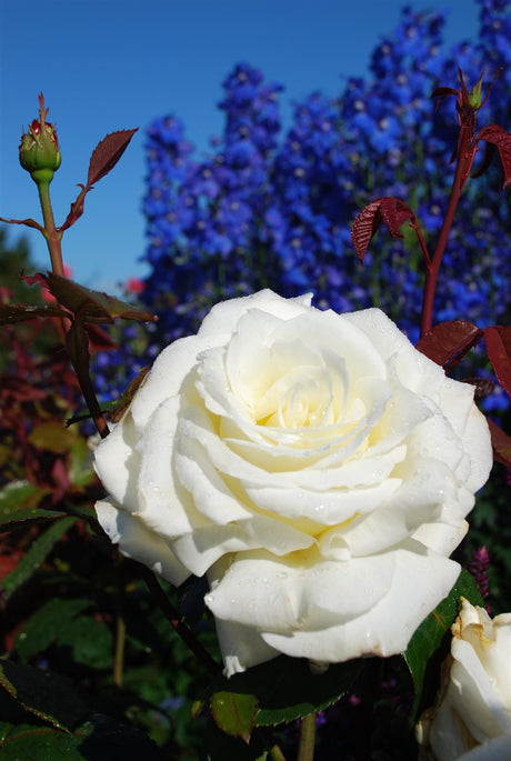 Rosa 'Memoire' TH mit Blüte; Einsatz: ;;ab 8,10 Euro