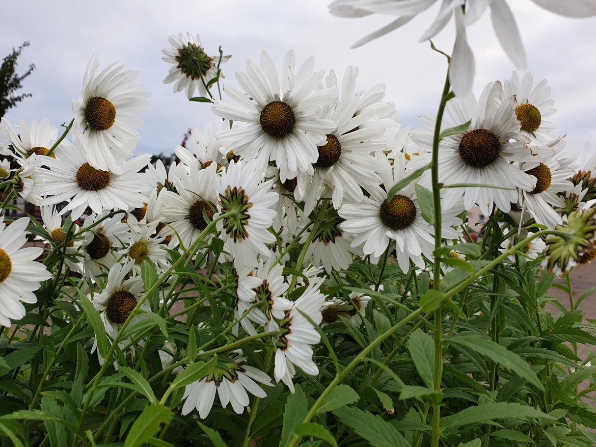 Leucanthemella serotina; hier mit Blüte; lange Blütezeit; Einsatzmöglichkeit z.B. : Beete;;ab 0,00 Euro