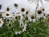 Leucanthemella serotina; hier mit Blüte; lange Blütezeit; Einsatzmöglichkeit z.B. : Beete;;ab 0,00 Euro