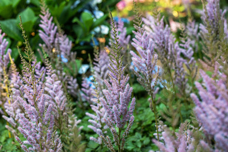 Astilbe chinensis var. pumila mit Blüte; Einsatz: ;;ab 3,05 Euro