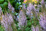 Astilbe chinensis var. pumila, gen.; hier mit Blüte; winterhart; Einsatzmöglichkeit z.B. : Bodendecker;;ab 0,00 Euro